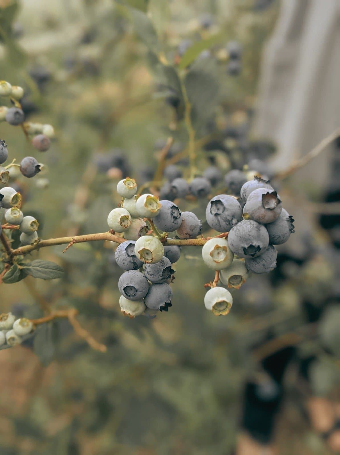 Woman meditating outdoors